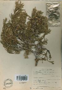 Juniperus chinensis image