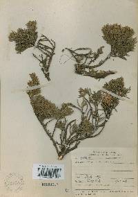 Juniperus chinensis image