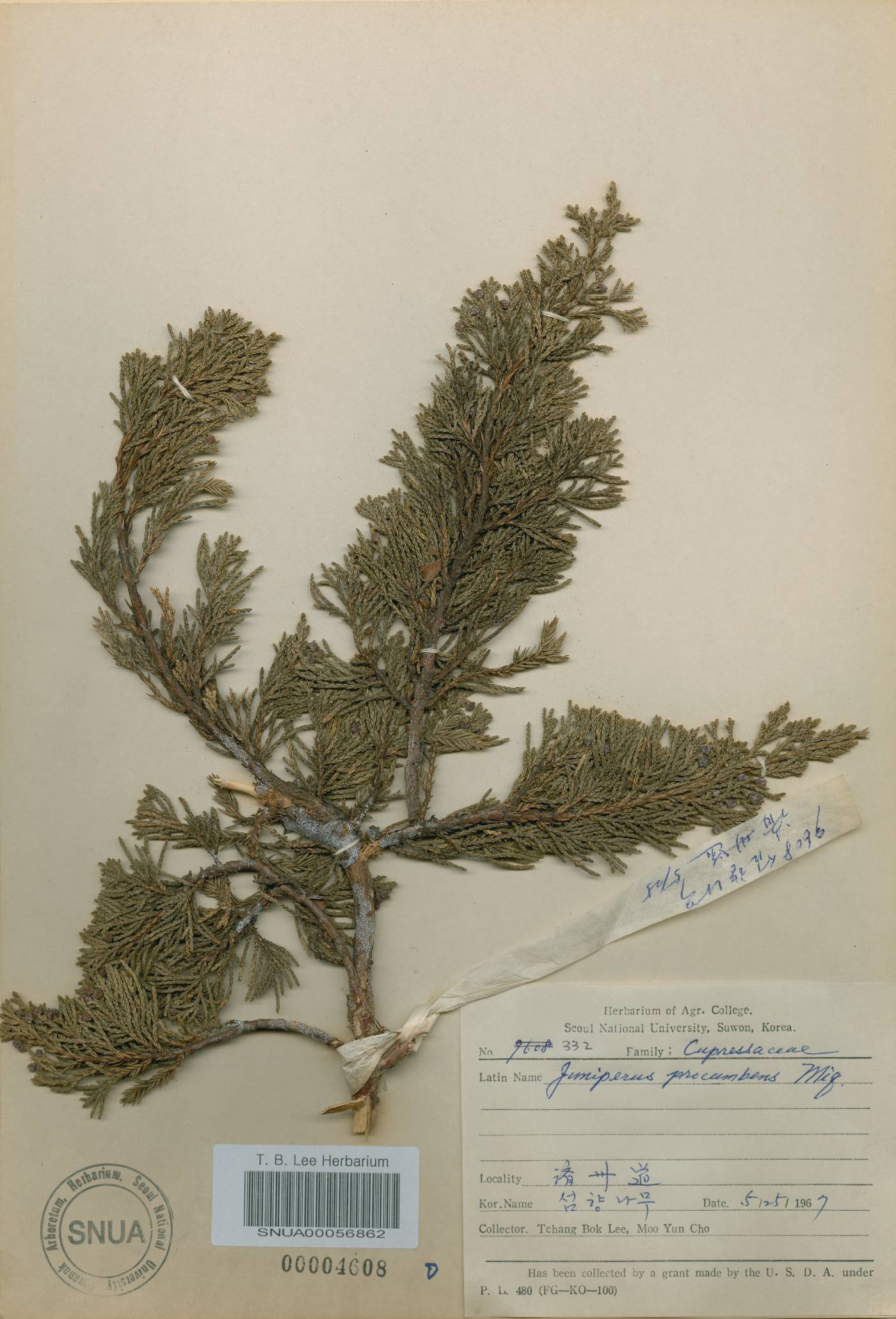 Juniperus chinensis image