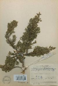 Juniperus chinensis image