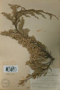 Juniperus chinensis image