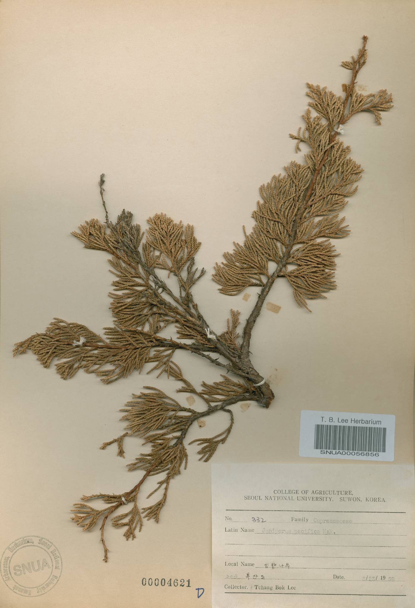 Juniperus chinensis var. sargentii image
