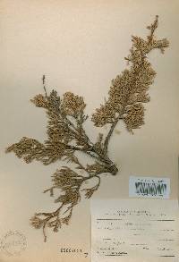 Juniperus chinensis image