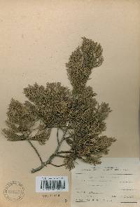 Juniperus chinensis image