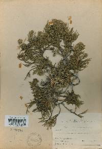 Juniperus chinensis image