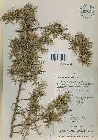 Juniperus rigida image