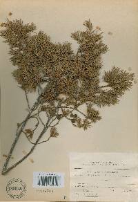 Juniperus rigida image