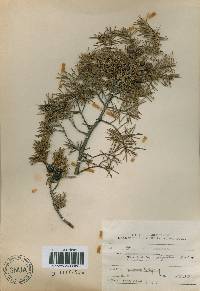 Juniperus rigida image