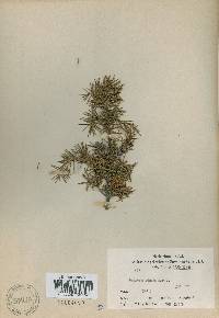 Juniperus rigida image