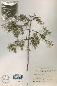 Juniperus rigida image