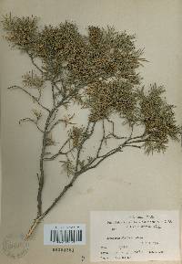 Juniperus rigida image