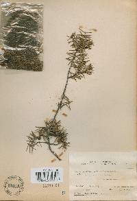 Juniperus rigida image