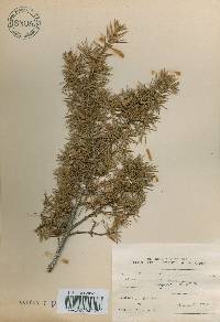 Juniperus rigida image