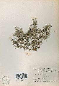 Juniperus rigida image