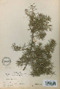 Juniperus rigida image