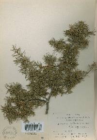 Juniperus rigida image