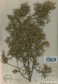 Juniperus rigida image