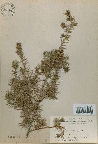 Juniperus rigida image