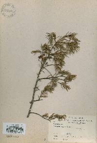 Juniperus rigida image