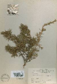 Juniperus rigida image