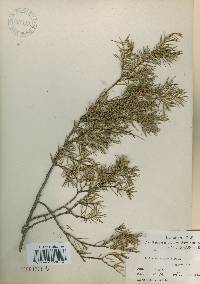 Juniperus rigida image