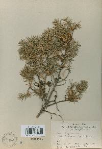 Juniperus rigida image