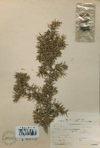 Juniperus rigida image