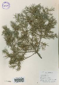 Juniperus rigida image