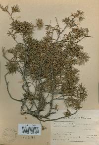 Juniperus rigida image