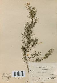 Juniperus rigida image