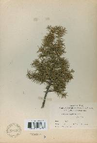 Juniperus rigida image