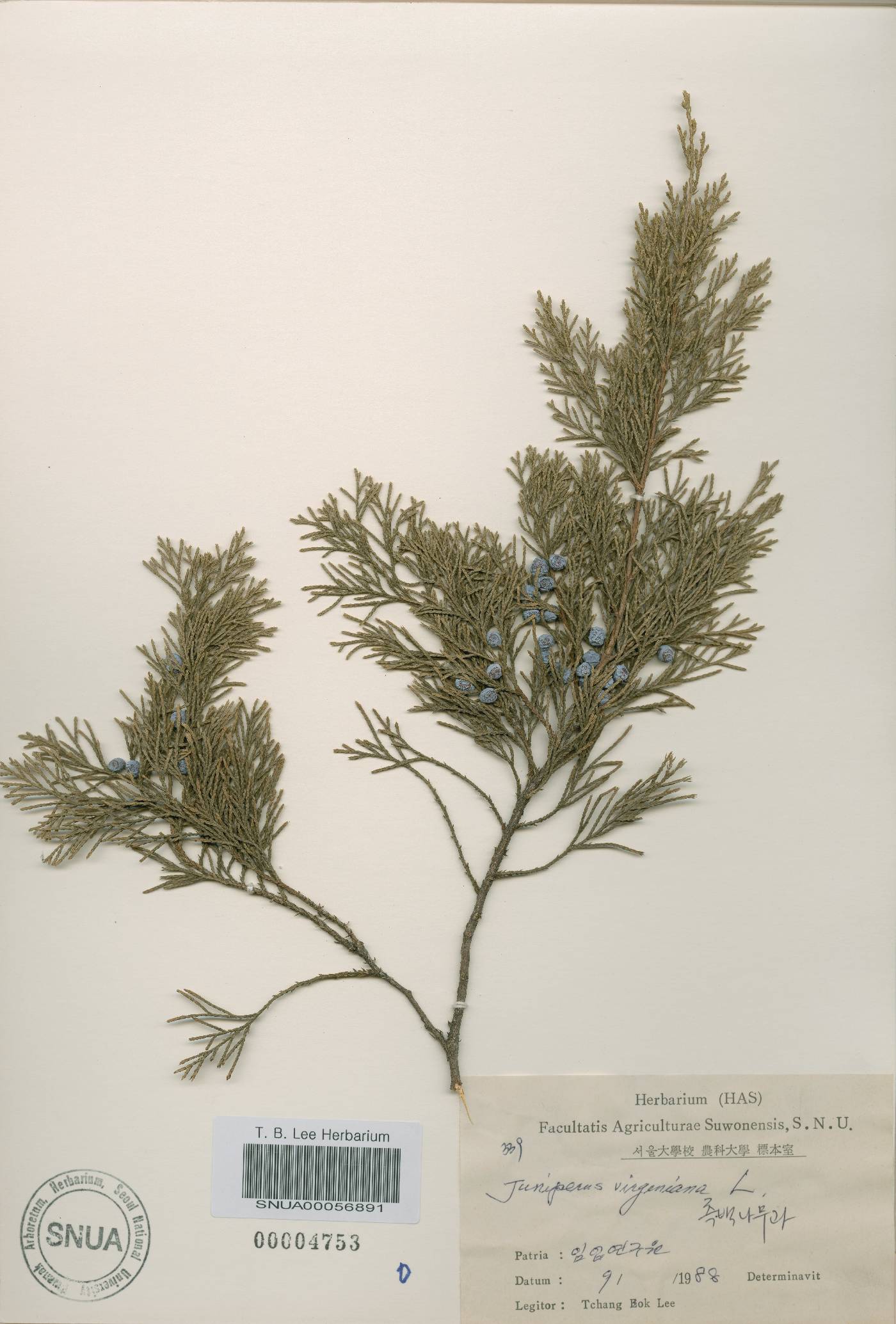 Juniperus virginiana image