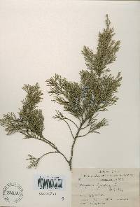 Image of Juniperus virginiana