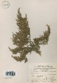 Juniperus virginiana image