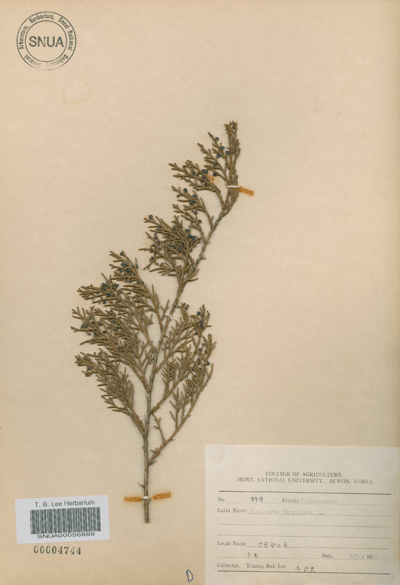 Juniperus virginiana image