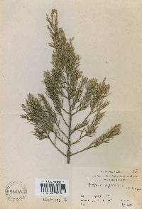 Juniperus virginiana image