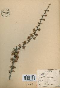 Larix kaempferi image