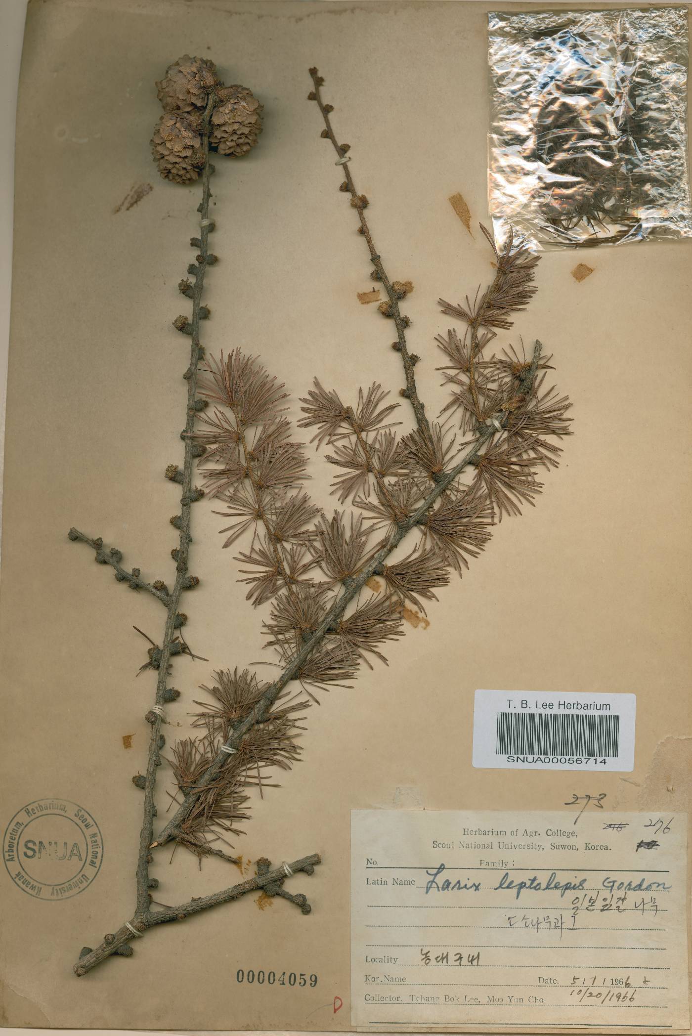 Larix kaempferi image