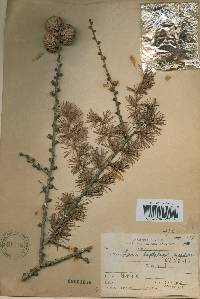 Larix kaempferi image