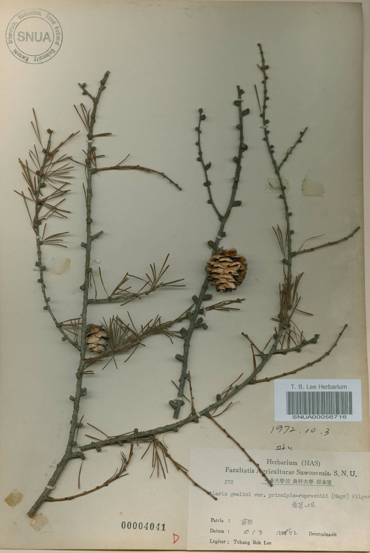 Larix kaempferi image