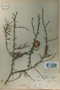 Larix kaempferi image