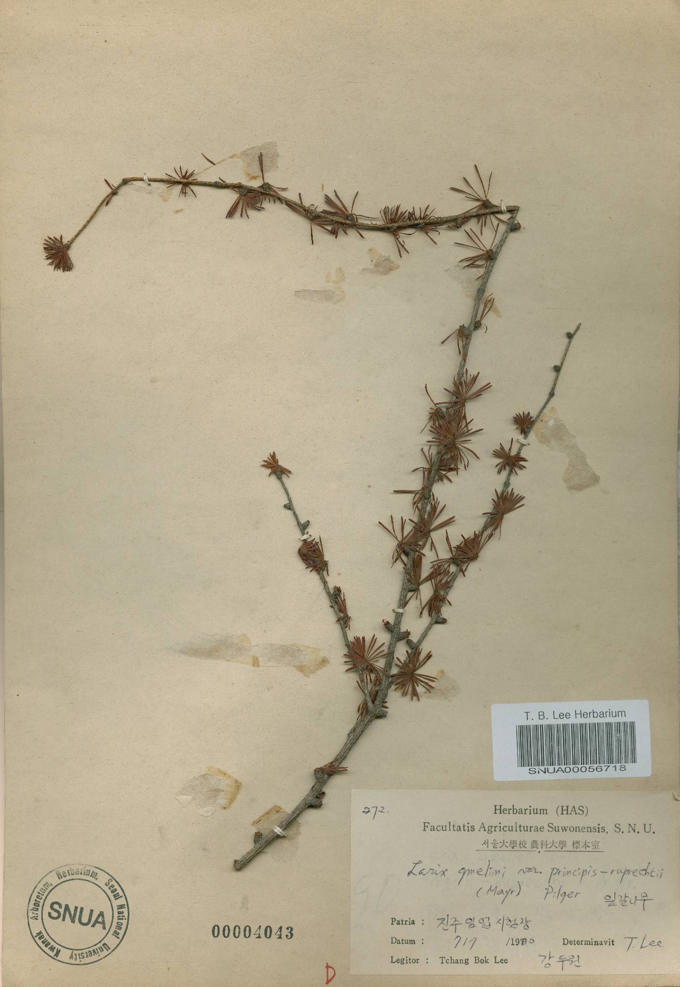 Larix kaempferi image