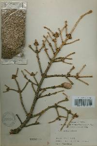 Picea jezoensis image