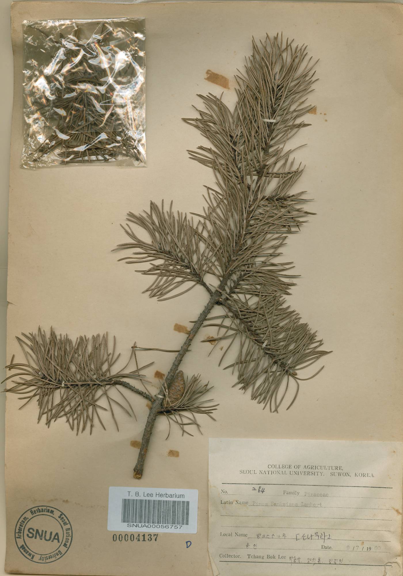 Pinus banksiana image