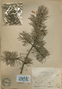 Pinus banksiana image