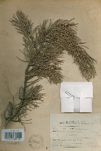 Pinus banksiana image