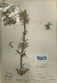 Pinus banksiana image