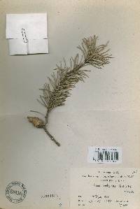 Pinus banksiana image