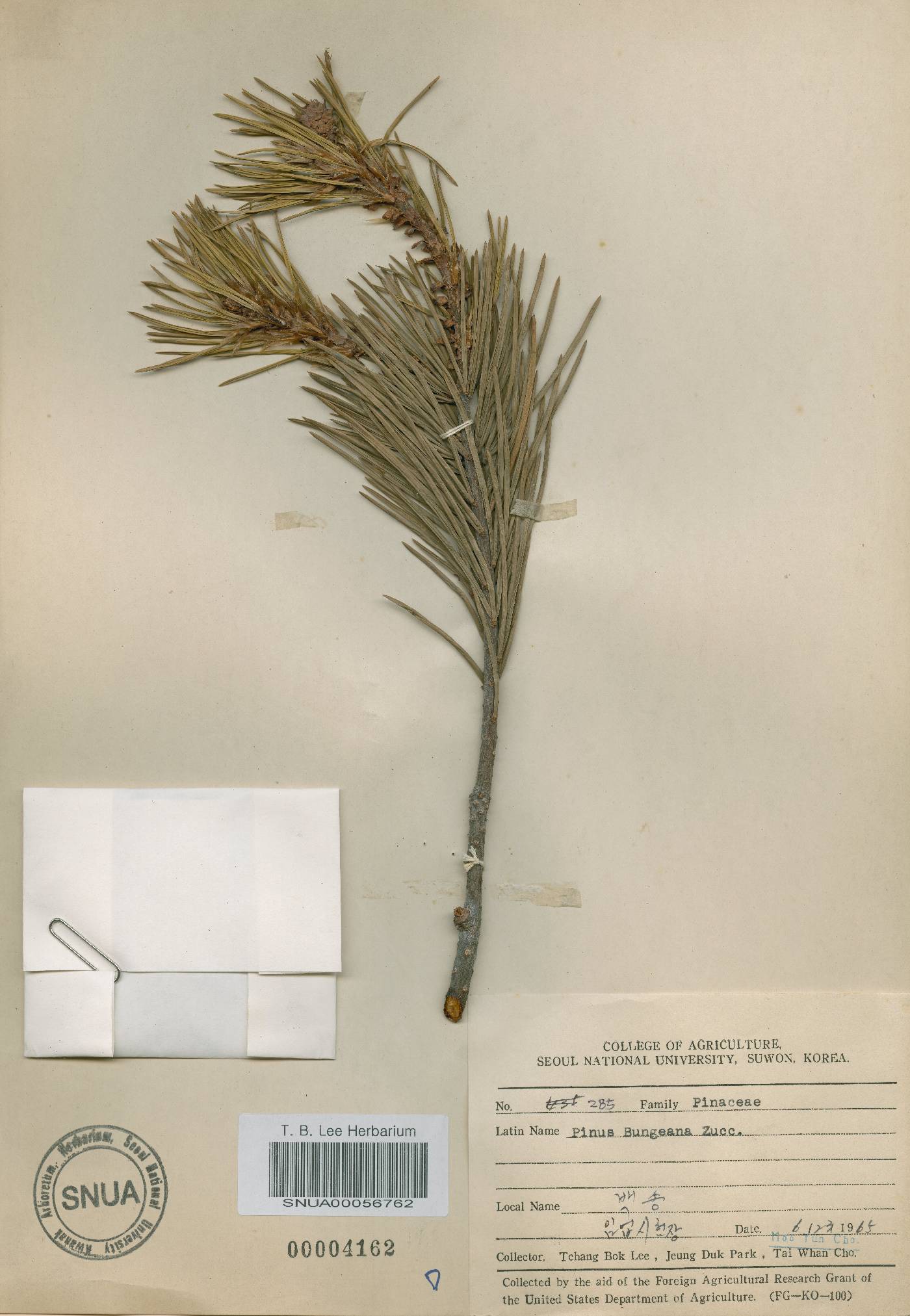 Pinus bungeana image