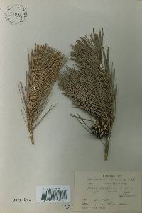 Pinus densiflora image